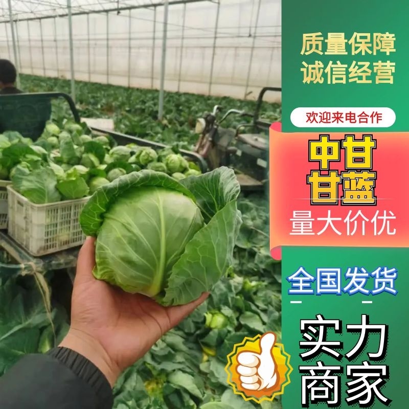 邯郸新甘蓝大量上市，包菜，扁包菜鲜货供应电商来电采购