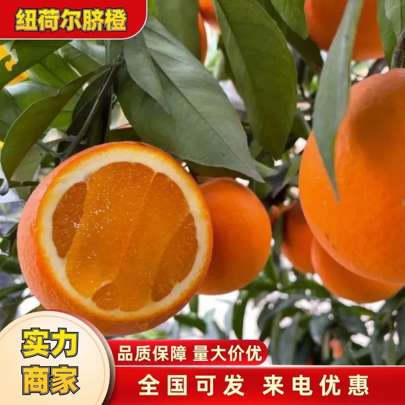 湖北秭归圆虹纽荷尔脐橙，产地直供量大价优欢迎电话