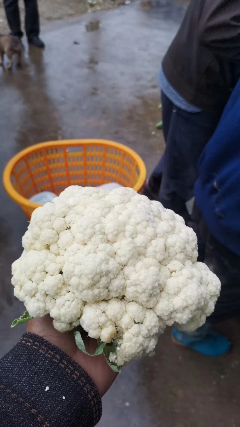 精品有机花菜，松花菜，青梗有机花对接商超批发