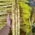 小白嘴山药商超直发，基地种植也代发全国