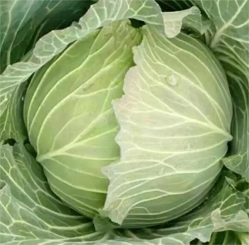 湖北甘蓝精品圆包菜圆包甘蓝产地大量上市保证质量