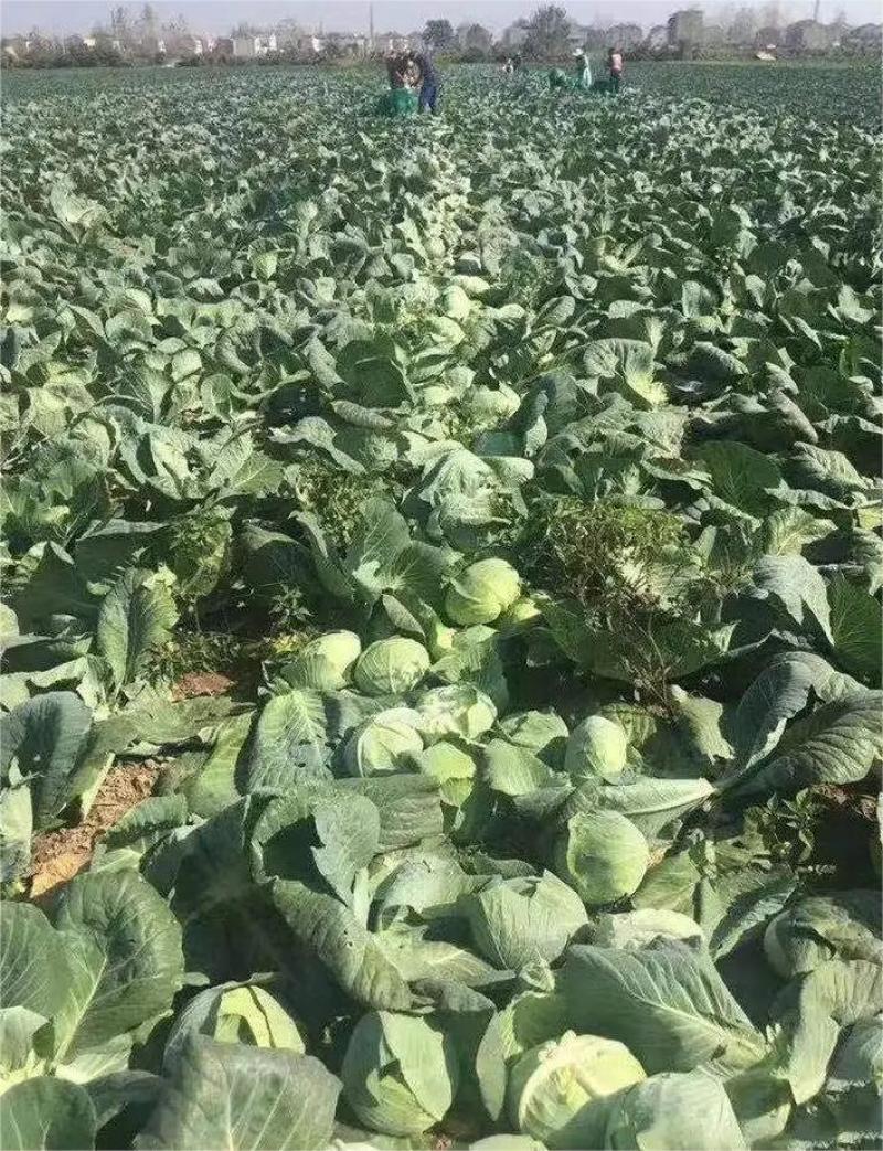 湖北甘蓝精品圆包菜圆包甘蓝产地大量上市保证质量