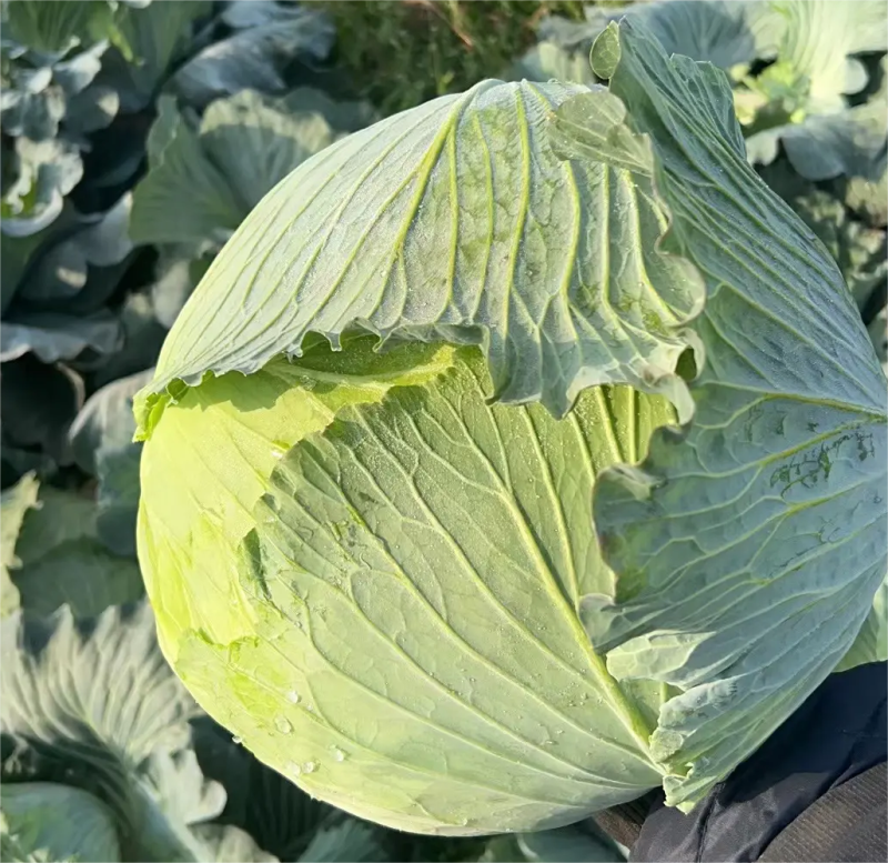 湖北甘蓝精品圆包菜圆包甘蓝产地大量上市保证质量