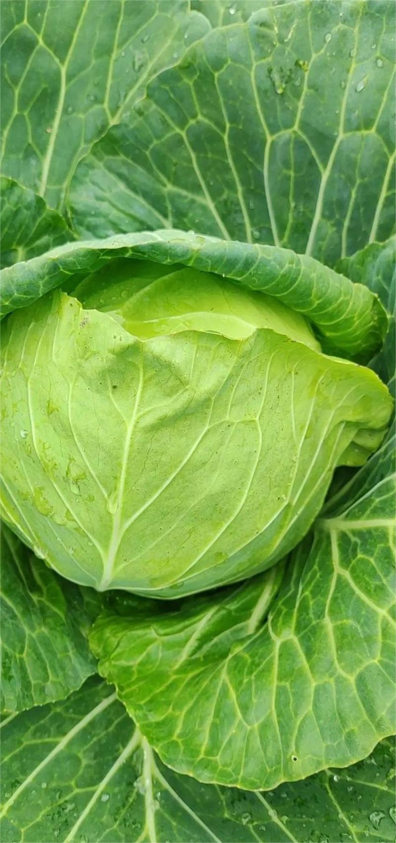 湖北甘蓝精品圆包菜圆包甘蓝产地大量上市保证质量