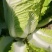 【推荐】精品辽宁白菜杠菜大量现货保质保量可对接商超市