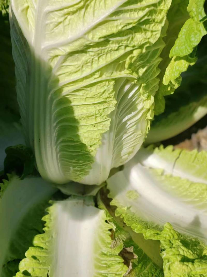 【推荐】精品辽宁白菜杠菜大量现货保质保量可对接商超市