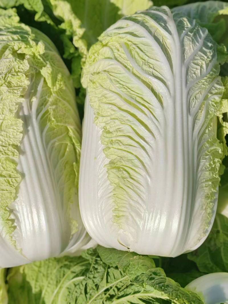 【推荐】精品辽宁白菜杠菜大量现货保质保量可对接商超市