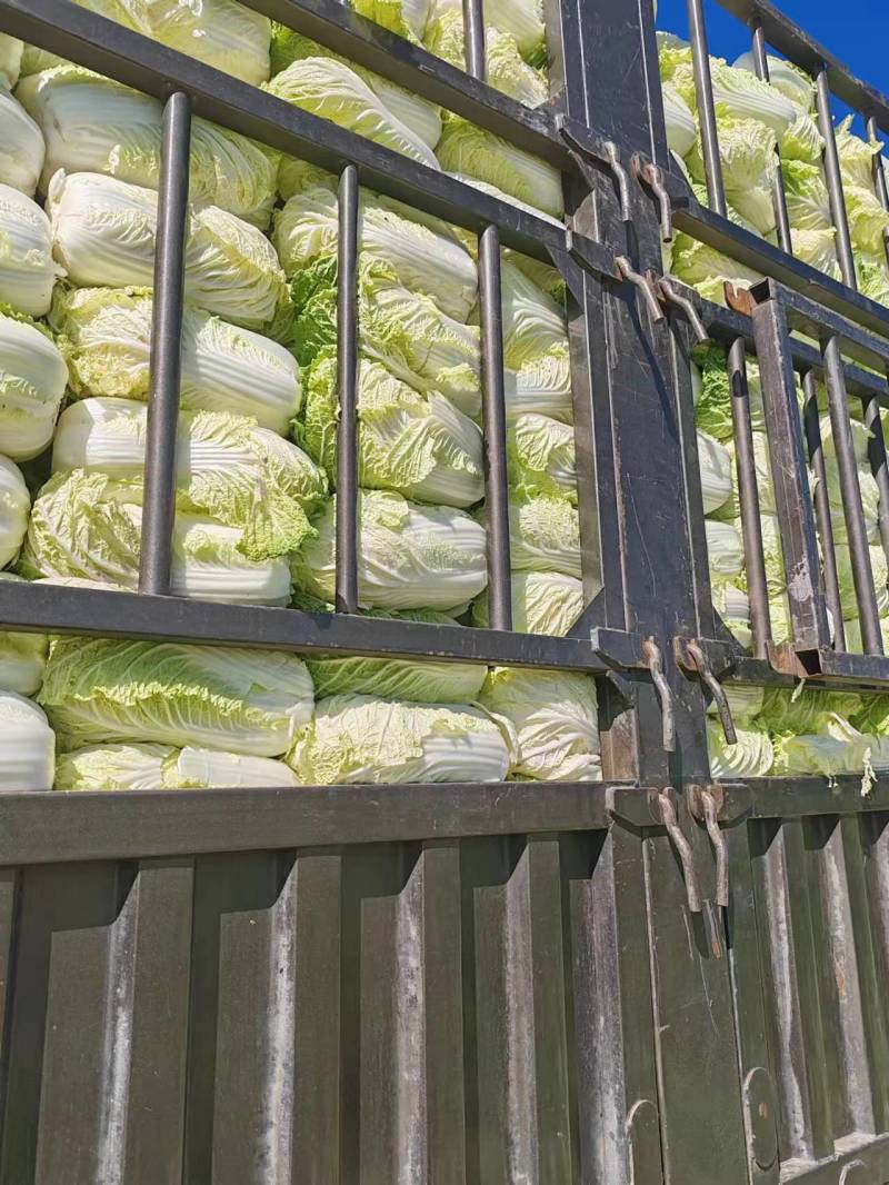【推荐】精品辽宁白菜杠菜大量现货保质保量可对接商超市