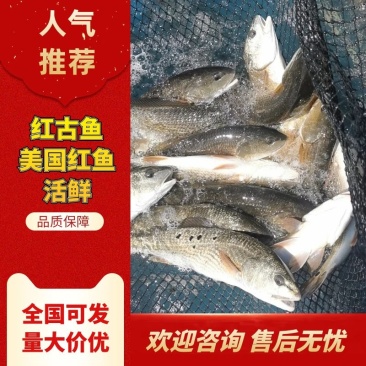 红古鱼，红鼓鱼，产地福建东山，自有渔场，质量三包