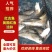 红古鱼，红鼓鱼，产地福建东山，自有渔场，质量三包