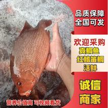 真鲷鱼/红鳍笛鲷（活鲜）鲜货餐饮酒店加工厂价格