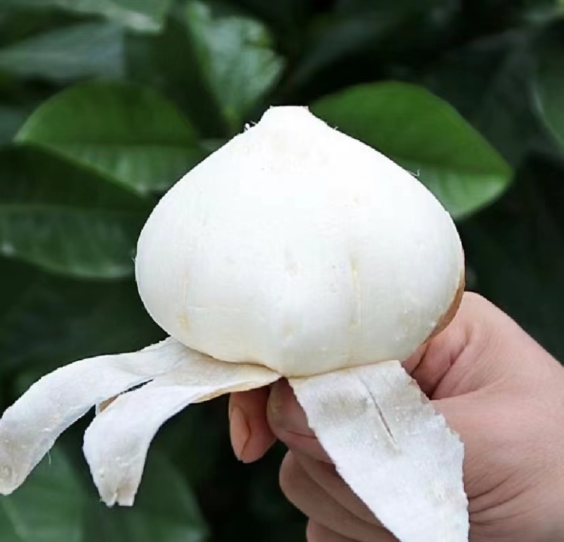 湖北天门豆薯产地直供一手货源可供各大市场商超电商