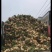 湖北天门豆薯产地直供一手货源可供各大市场商超电商