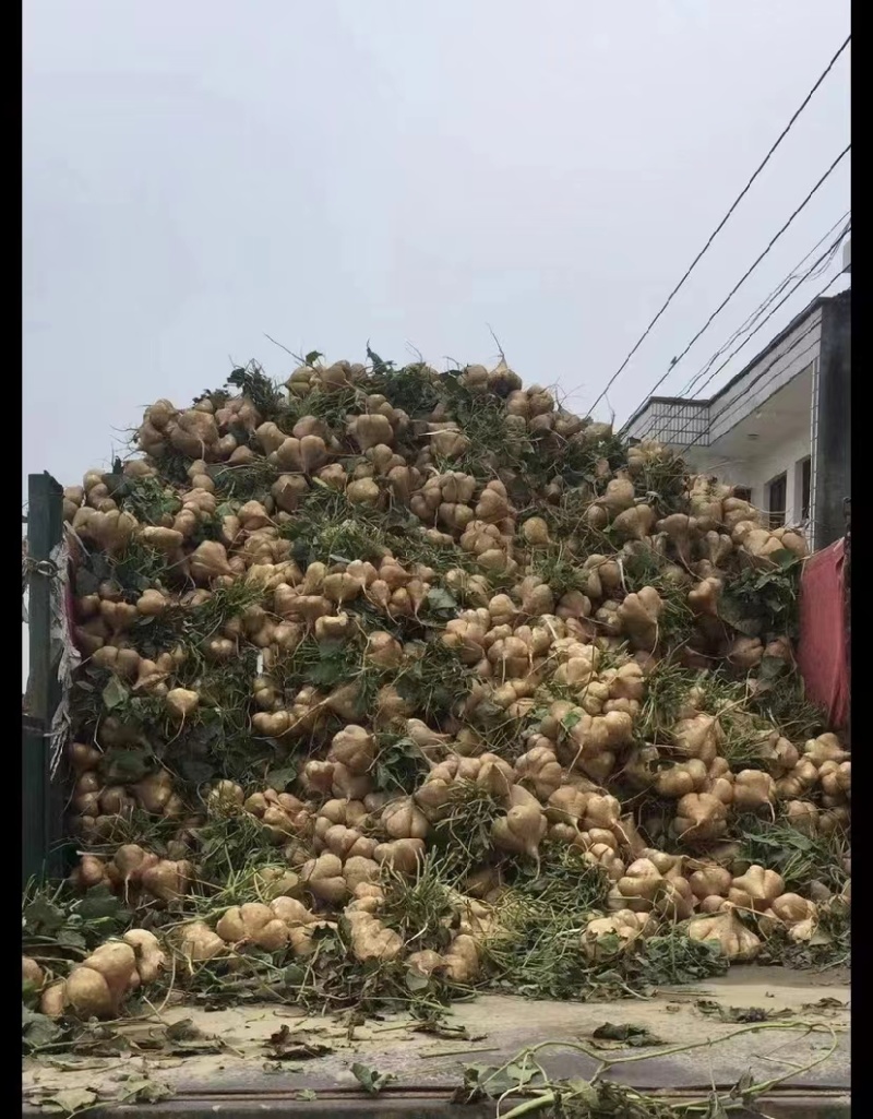 湖北天门豆薯产地直供一手货源可供各大市场商超电商