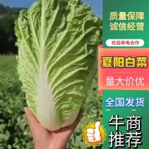 白菜，夏阳白菜大量上市，2-5斤。有需要的我。