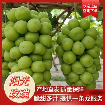 【葡萄】河北阳光玫瑰甜度高保证品质供应全国市场电商
