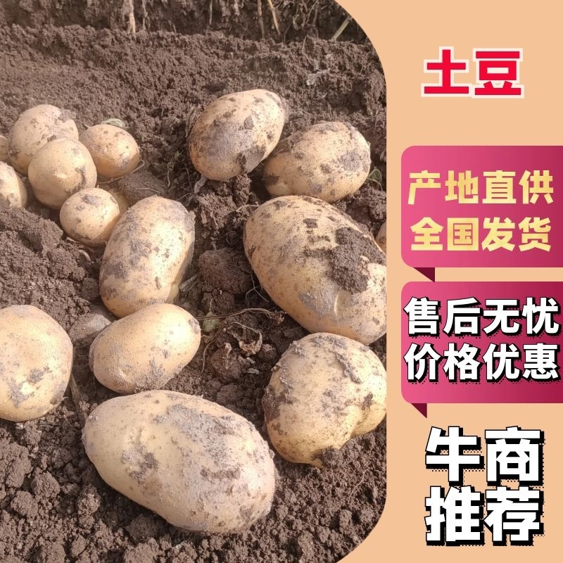 优选【土豆】黄心土豆沃土5号规格齐全可视频看货