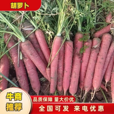 【胡萝卜】红萝卜透明交易实力供货视频看货保质保量