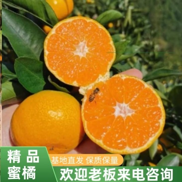 【柑橘】蜜橘湖北蜜橘新货价格优产地直发货源充足