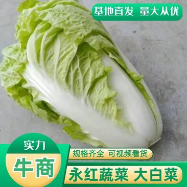江苏精品大白菜大量供应规格多样夏阳白菜新鲜现摘品质保证