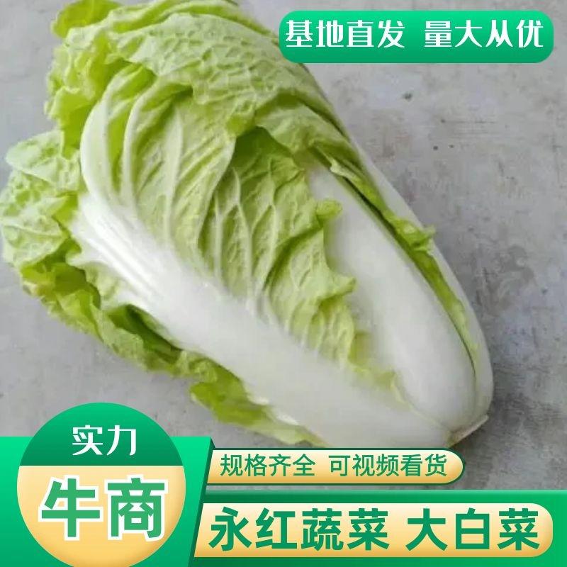 江苏精品大白菜大量供应规格多样夏阳白菜新鲜现摘品质保证