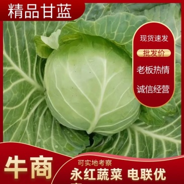 甘蓝圆包菜大量供应，绿色无公害蔬菜欢迎新老客户前来选购