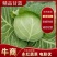 甘蓝圆包菜大量供应，绿色无公害蔬菜欢迎新老客户前来选购
