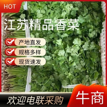 江苏香菜大量上市，产地直发货源充足可视频看货，欢迎订购