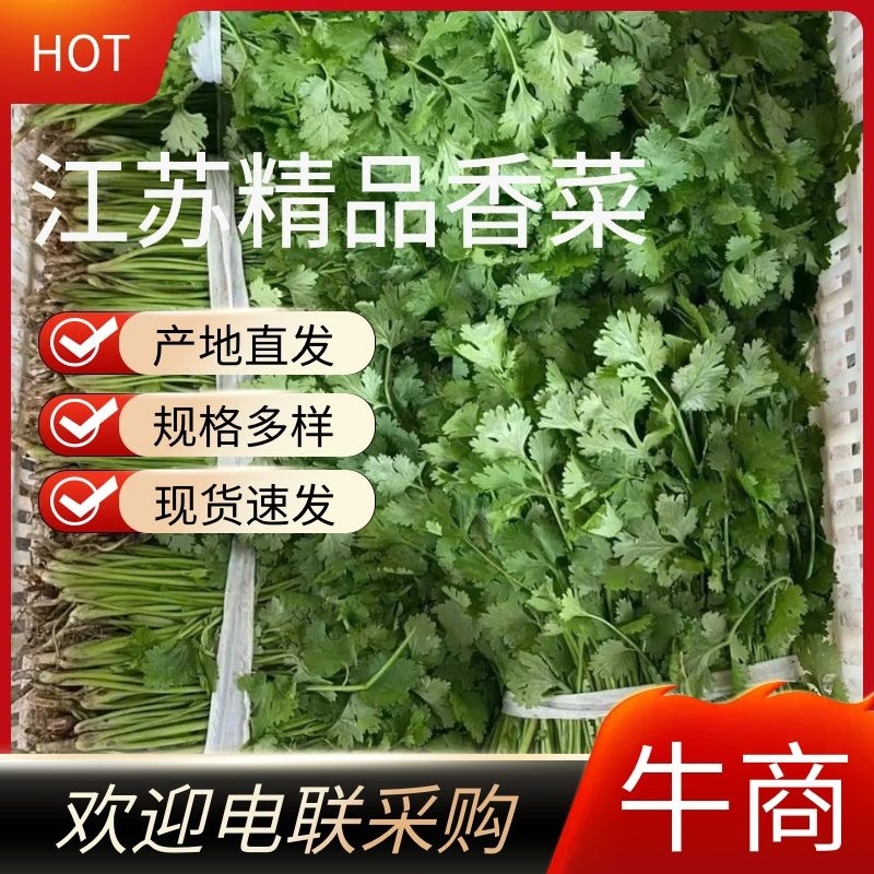 江苏香菜大量上市，产地直发货源充足可视频看货，欢迎订购