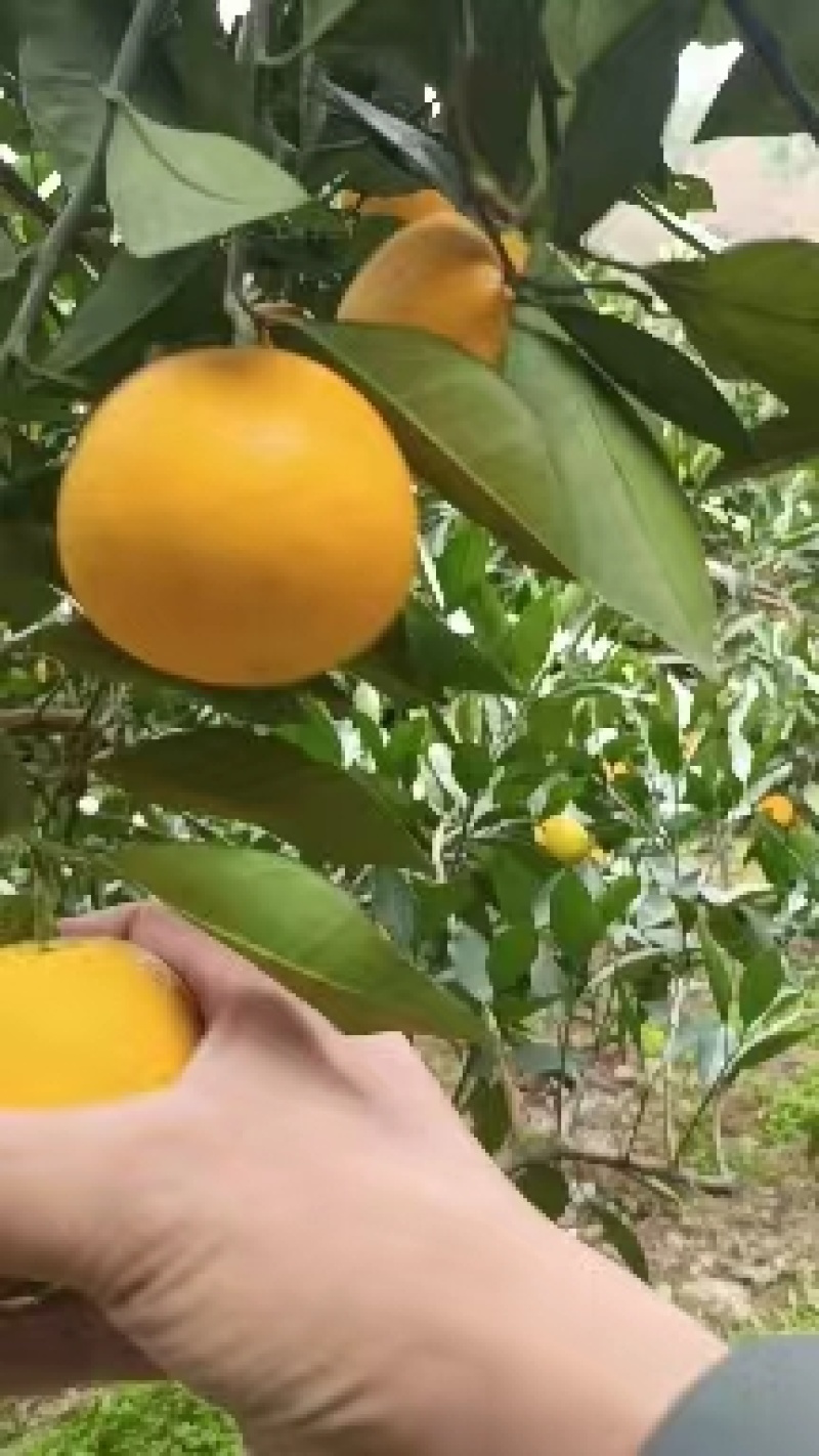 【麻阳冰糖橙】产地一手货源支持整车发货专业代发代办