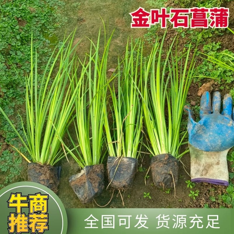 金叶石菖蒲，石菖蒲，金线石菖蒲宿根草欢迎订购