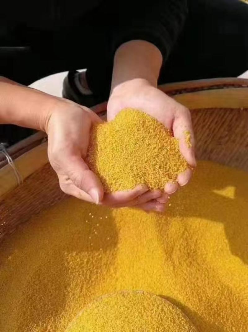 陕北精品油小米品质保证浓香可口大量上市对接电商批发商