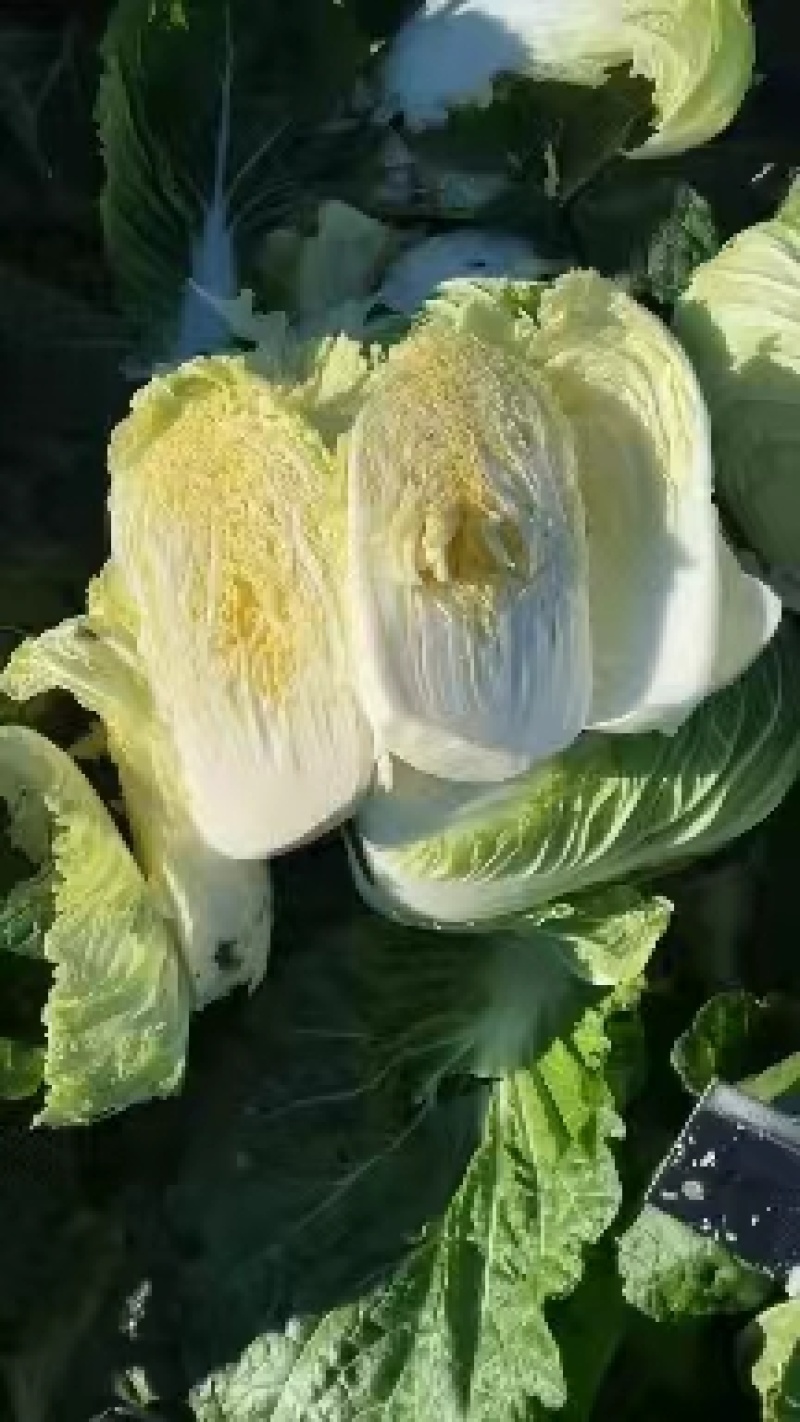 吉林黄心菜杠菜大量上市4一5一6斤净菜上车无虫眼