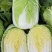 吉林白城黄心白菜大量上市4一5一6斤价格美丽量大从优