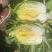 吉林白城黄心白菜大量上市4一5一6斤价格美丽量大从优