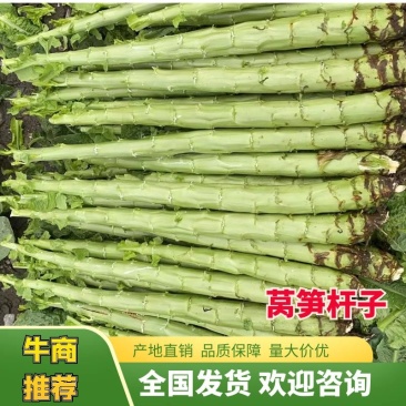 四川莴笋杆子大量现货产地直发货源充足供应全国市场批发商