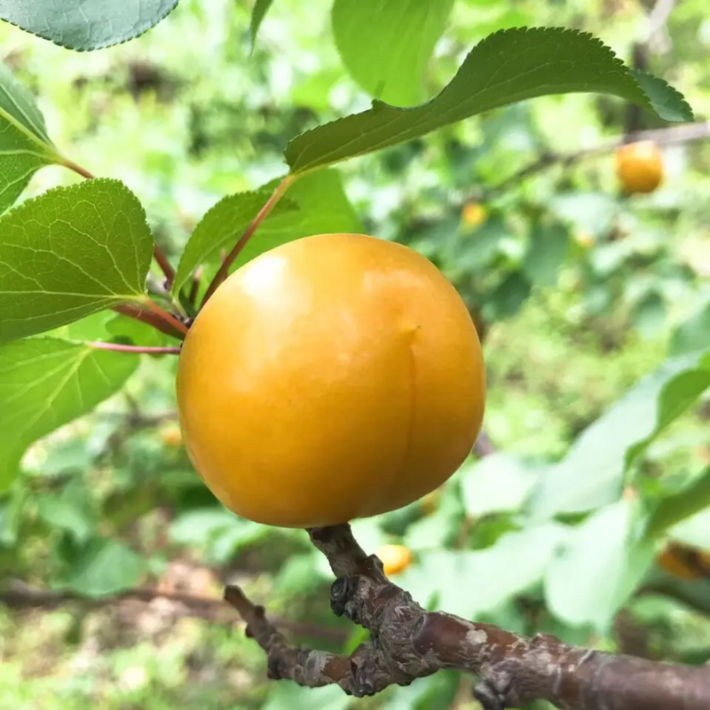 珍珠油杏树苗品种纯正根系发达现挖现发