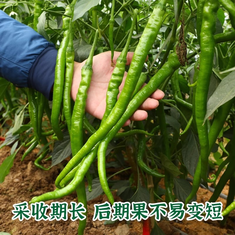 帝王336线椒种子，长果线椒种子，辣味适中，品质好，抗病