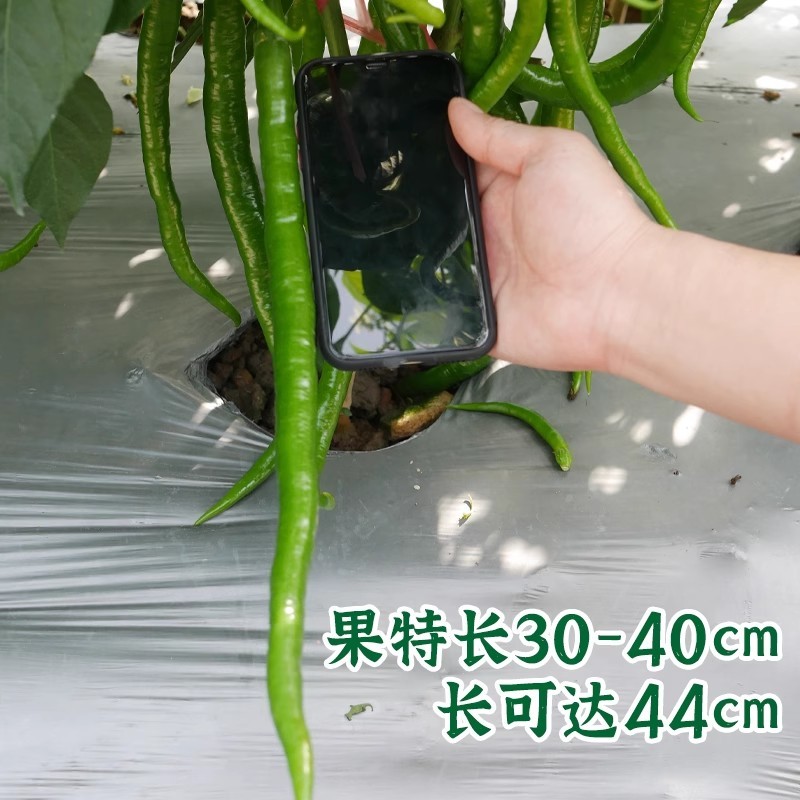帝王336线椒种子，长果线椒种子，辣味适中，品质好，抗病