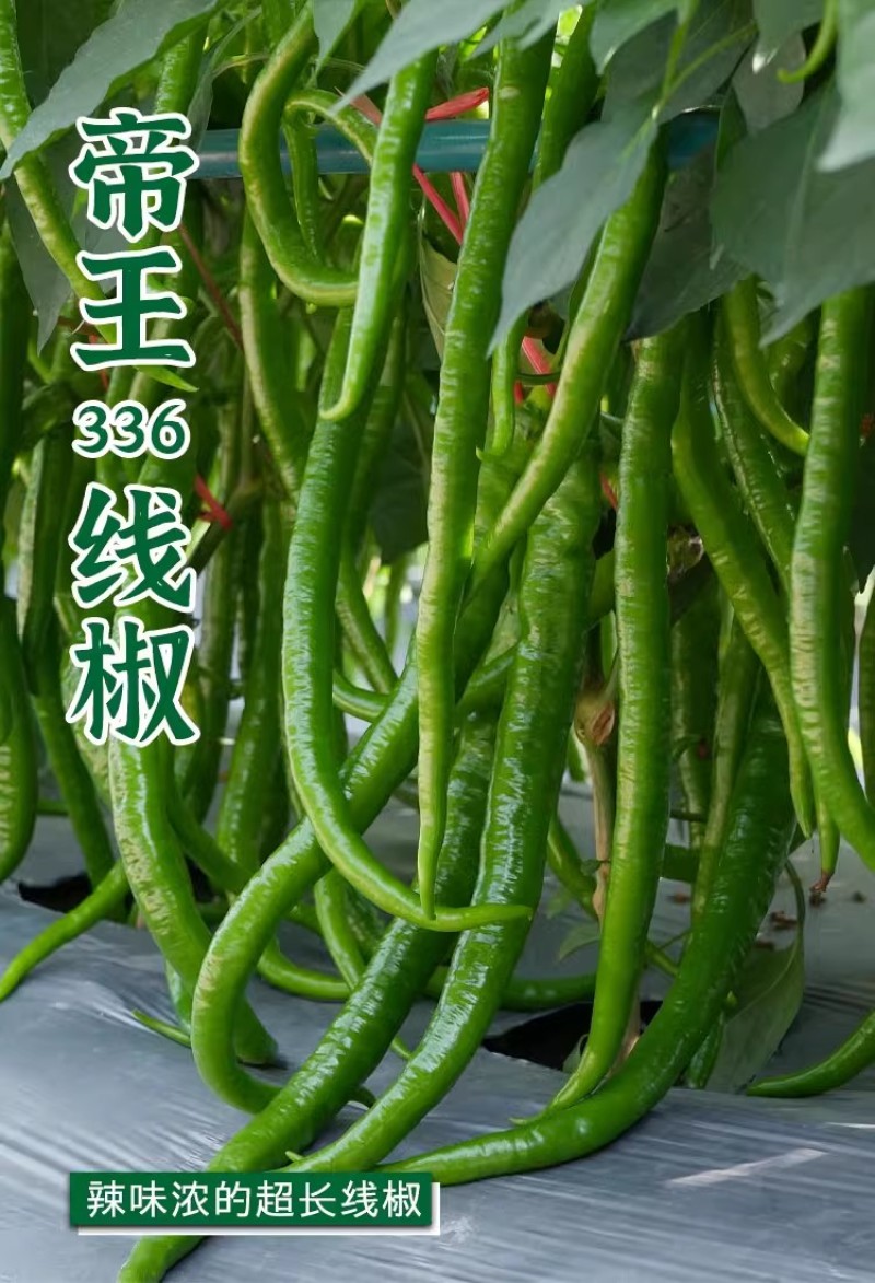 帝王336线椒种子，长果线椒种子，辣味适中，品质好，抗病