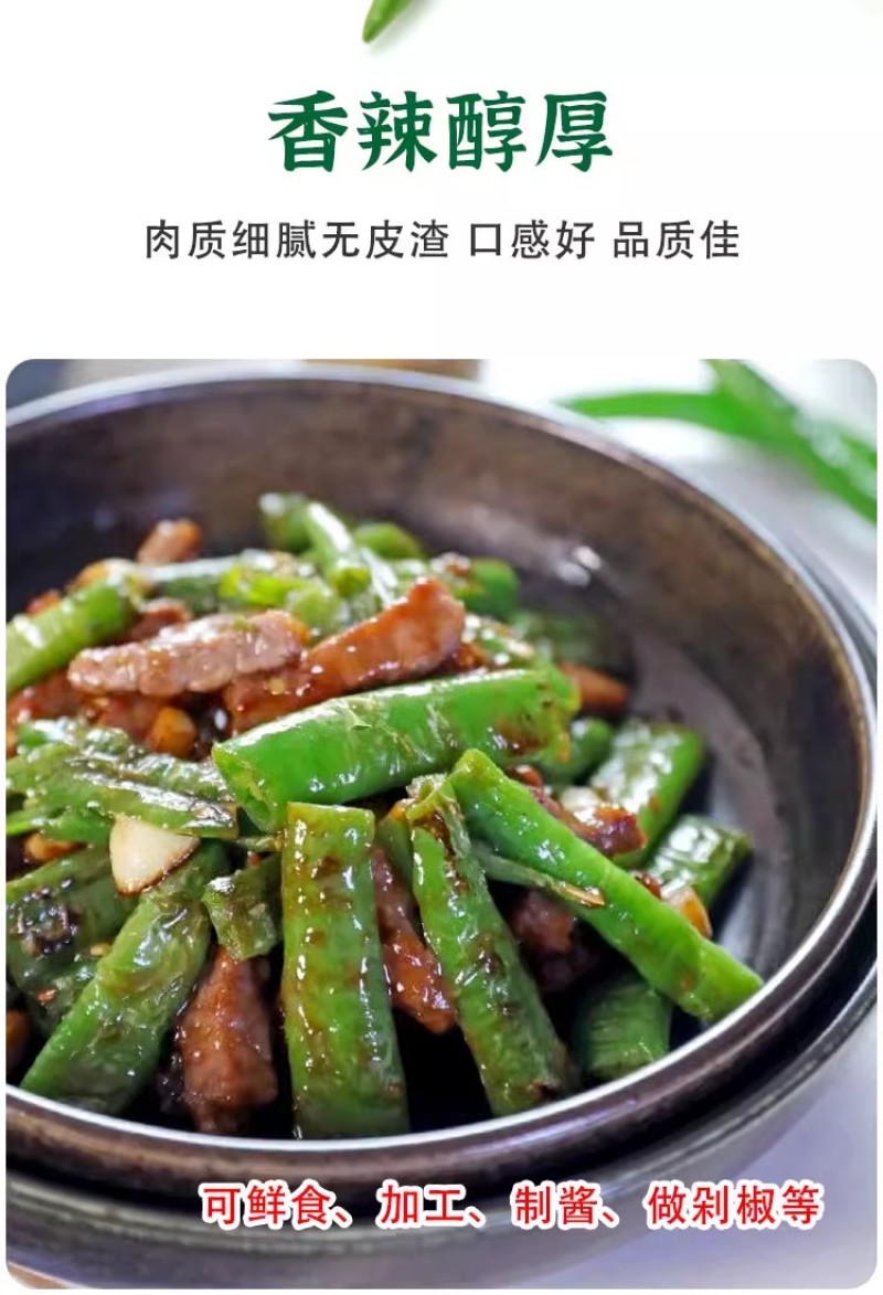 帝王336线椒种子，长果线椒种子，辣味适中，品质好，抗病