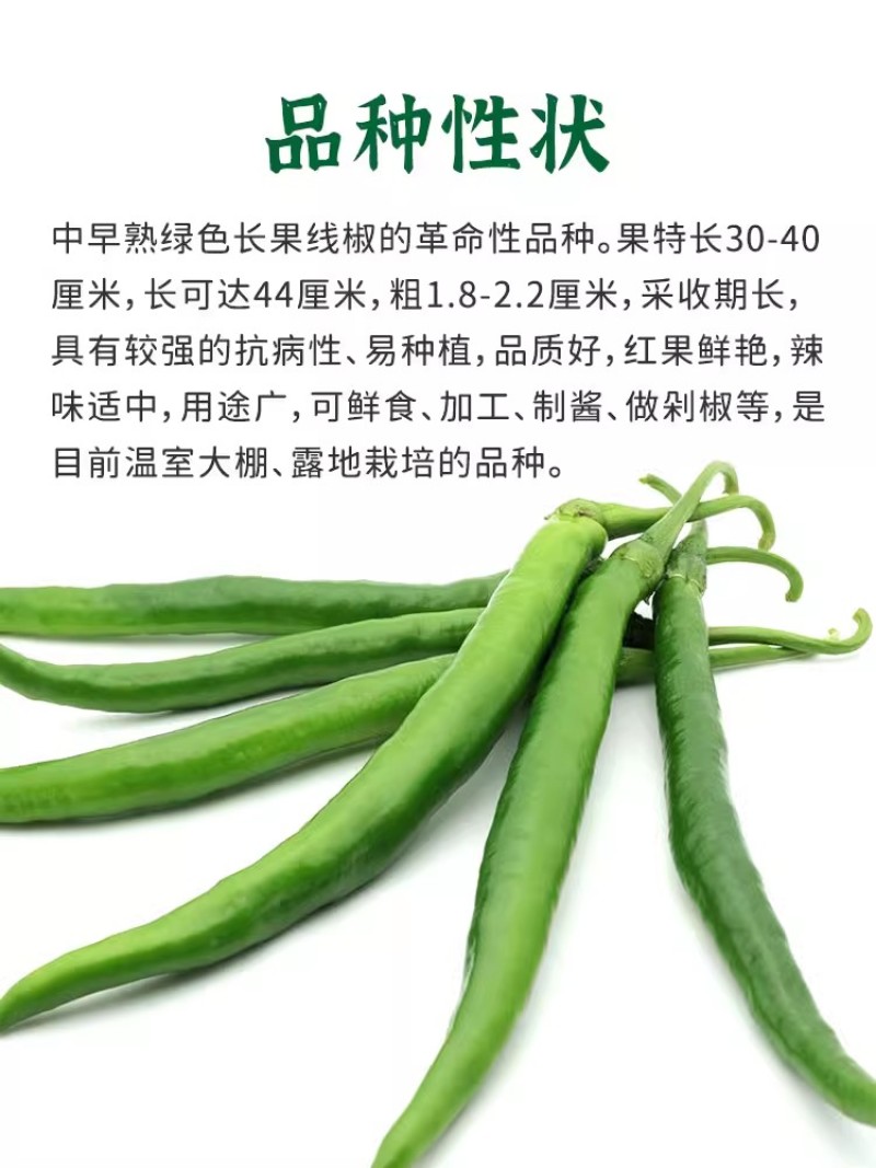 帝王336线椒种子，长果线椒种子，辣味适中，品质好，抗病