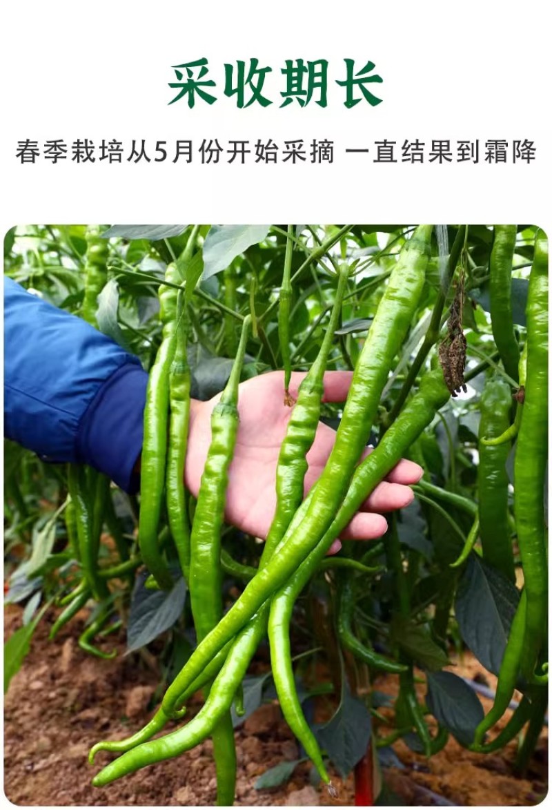 帝王336线椒种子，长果线椒种子，辣味适中，品质好，抗病