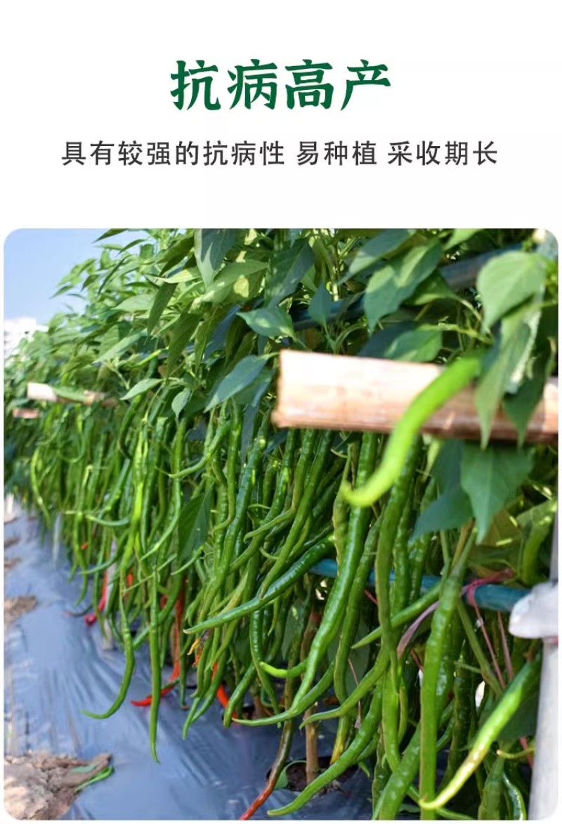 帝王336线椒种子，长果线椒种子，辣味适中，品质好，抗病