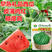 早春红玉小西瓜种子，礼品薄皮西瓜种子，红肉西瓜种子，抗病