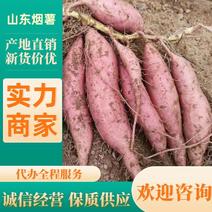【烟薯25】红薯山东蜜薯甜蜜无丝红薯电商批发欢迎咨询