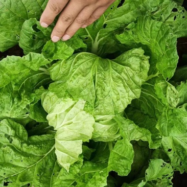 【白菜】陕西白菜无虫眼的青颗白菜大量上市欢迎客户前来订货