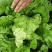 【白菜】陕西白菜无虫眼的青颗白菜大量上市欢迎客户前来订货