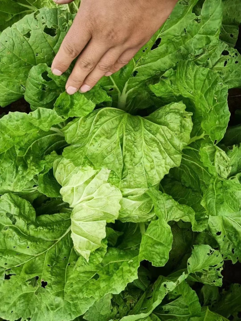 【白菜】陕西白菜无虫眼的青颗白菜大量上市欢迎客户前来订货