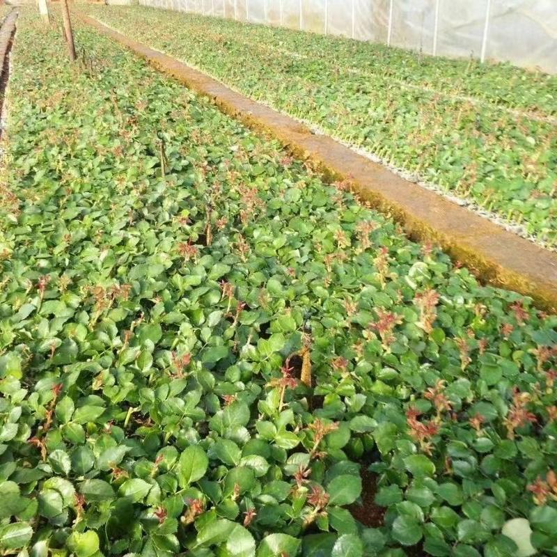 玫瑰苗培育基地，多年的栽培经验，常年四季供货品质稳定